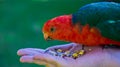 Australian King Parrot (Alisterus scapularis) Royalty Free Stock Photo