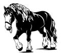 Heavy shire draft horse Royalty Free Stock Photo