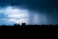 Heavy shower rain over the forest at night. Rain pouring from dark clouds in the sky at dusk, thunder storm is coming Royalty Free Stock Photo