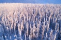 Heavy snow covered spruce trees in a cold winter wonderland on Konttainen fell Royalty Free Stock Photo