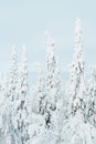 Heavy snow covered spruce trees in a cold winter wonderland on Konttainen fell, near Kuusamo, Northern Finland Royalty Free Stock Photo