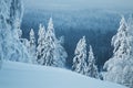 Heavy snow covered spruce trees in a cold winter wonderland on Konttainen fell, near Kuusamo, Northern Finland Royalty Free Stock Photo