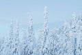 Heavy snow covered spruce trees in a cold winter wonderland on Konttainen fell, near Kuusamo, Northern Finland Royalty Free Stock Photo