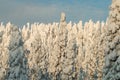 Heavy snow covered spruce trees in a cold winter wonderland on Konttainen fell, near Kuusamo, Northern Finland Royalty Free Stock Photo