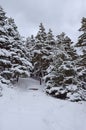 Heavy snow covered Winter forest Royalty Free Stock Photo