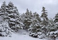 Heavy snow covered Winter forest Royalty Free Stock Photo