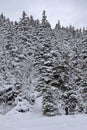 Heavy snow covered Winter forest Royalty Free Stock Photo