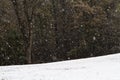 Heavy Snow Fall In A Forest Clearing