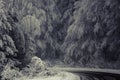 Heavy Snow In a Forest By the Road