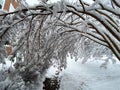 Heavy Snow on the Tree Branches Royalty Free Stock Photo