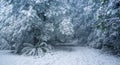 Heavy snowfall in Australian forest