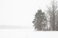 Heavy snowfall on the background of trees.