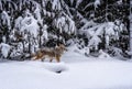 During heavy snowfall, coyote hunts for prey