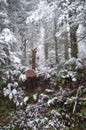 Heavy snowfall in eucalyptus forest in Australia