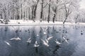 Birds on the winter lake in the park Royalty Free Stock Photo