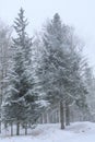 Heavy snowfall in the forest in the Silesian Beskids, Poland