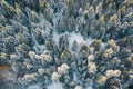 Heavy snowfall in the forest trees covered in snow Royalty Free Stock Photo