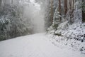 Heavy snowfall on mountain road winding in Eucalyptus forest, Au