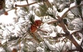 Snow-covered pine tower and pine needles, showing details. Royalty Free Stock Photo