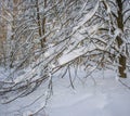 The heavy snow bent the branches of trees Royalty Free Stock Photo