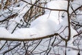 The heavy snow bent the branches of trees Royalty Free Stock Photo