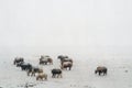 Heavy snowfall yaks in Tibet