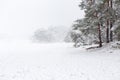 Heavy snowing and pine trees on the Soesterduinen. Royalty Free Stock Photo