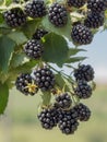 Heavy stacked blackberry branch Royalty Free Stock Photo