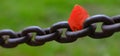 Heavy Steel or Iron Chain Fastened Into Rock Wall with Single Autumn Leaf Royalty Free Stock Photo