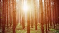 Heavy sunrise in the middle of the forest Royalty Free Stock Photo