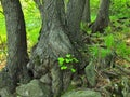 Heavy tangled roots of trees in park, dark brown or gray bark on trunk, fresh green grass and fern stalks. Royalty Free Stock Photo