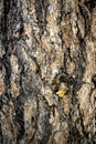 Heavy texture on tree mark in nature