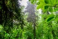 Heavy torrential rain in the tropical forest. Royalty Free Stock Photo