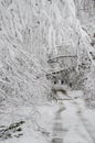 Fallen trees on road in winter snow storm Royalty Free Stock Photo