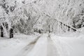 Fallen trees on road in winter snow storm Royalty Free Stock Photo