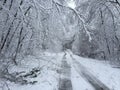 Fallen trees on road in winter storm Quinn