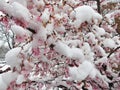 Heavy Wet Snow and Frozen Flower Blossoms