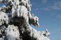 Heavy wet snow on pine tree Royalty Free Stock Photo