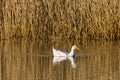 Female Aylesbury Pekin Duck swimming on a calm lake at a golden spring sunset Royalty Free Stock Photo