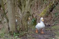 Heavy white pekin ducks running towards the camera