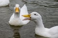 Heavy white pekin ducks swimming on a lake on cold autumn day