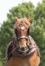 Heavy working horse portrait