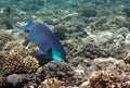 Heavybeak parrotfish. Royalty Free Stock Photo