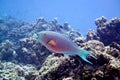 Heavybeak Parrotfish Royalty Free Stock Photo