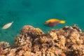 Heavybeak parrotfish is underwater Royalty Free Stock Photo