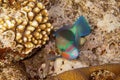 Heavybeak parrotfish is underwater Royalty Free Stock Photo