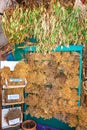 Heb shop with shelves full of herbs, roots and spices on Symi island Rhodes, Greece Royalty Free Stock Photo