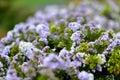 Hebe `Garden Beauty` blooming in spring in Auckland Botanic Gardens