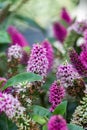 Hebe Hebedonna Nikka evergreen shrub, plant from the Plantaginaceae family. Blossom shrub Veronica blooming with pink flower