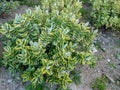 Hebe plant with variegated leaves